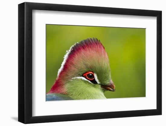 Red-Crested Turaco (Tauraco Erythrolophus) Captive At Zoo. Endemic To Western Angola-Denis-Huot-Framed Photographic Print