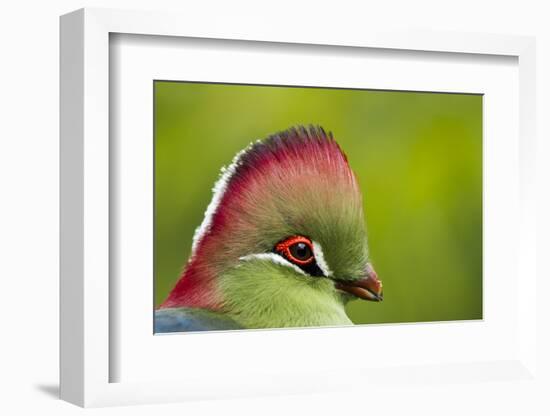 Red-Crested Turaco (Tauraco Erythrolophus) Captive At Zoo. Endemic To Western Angola-Denis-Huot-Framed Photographic Print