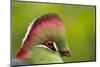 Red-Crested Turaco (Tauraco Erythrolophus) Captive At Zoo. Endemic To Western Angola-Denis-Huot-Mounted Photographic Print