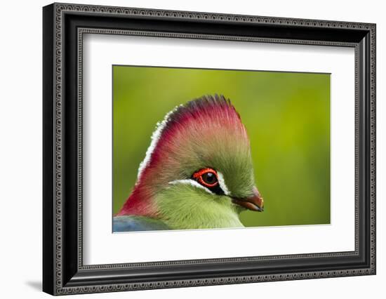 Red-Crested Turaco (Tauraco Erythrolophus) Captive At Zoo. Endemic To Western Angola-Denis-Huot-Framed Photographic Print