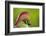 Red-Crested Turaco (Tauraco Erythrolophus) Captive At Zoo. Endemic To Western Angola-Denis-Huot-Framed Photographic Print