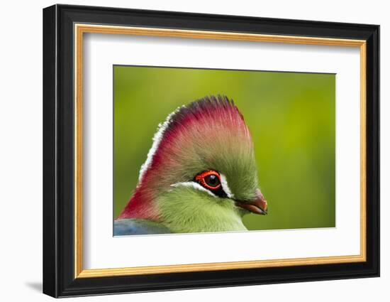 Red-Crested Turaco (Tauraco Erythrolophus) Captive At Zoo. Endemic To Western Angola-Denis-Huot-Framed Photographic Print