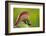 Red-Crested Turaco (Tauraco Erythrolophus) Captive At Zoo. Endemic To Western Angola-Denis-Huot-Framed Photographic Print