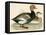 Red Crested Whistling Duck-Beverley R. Morris-Framed Premier Image Canvas