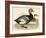 Red Crested Whistling Duck-Beverley R. Morris-Framed Giclee Print