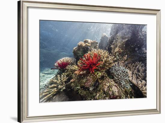 Red crinoid on Tengah Kecil Island, Komodo National Park, Flores Sea, Indonesia, Southeast Asia-Michael Nolan-Framed Photographic Print