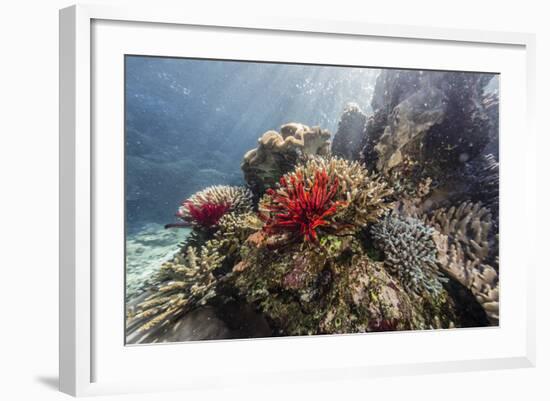Red crinoid on Tengah Kecil Island, Komodo National Park, Flores Sea, Indonesia, Southeast Asia-Michael Nolan-Framed Photographic Print