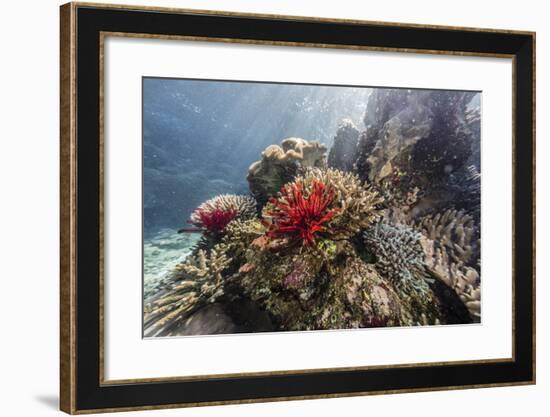 Red crinoid on Tengah Kecil Island, Komodo National Park, Flores Sea, Indonesia, Southeast Asia-Michael Nolan-Framed Photographic Print