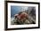 Red crinoid on Tengah Kecil Island, Komodo National Park, Flores Sea, Indonesia, Southeast Asia-Michael Nolan-Framed Photographic Print