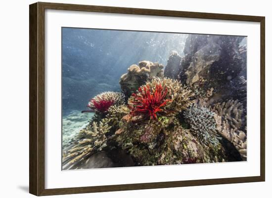 Red crinoid on Tengah Kecil Island, Komodo National Park, Flores Sea, Indonesia, Southeast Asia-Michael Nolan-Framed Photographic Print