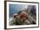 Red crinoid on Tengah Kecil Island, Komodo National Park, Flores Sea, Indonesia, Southeast Asia-Michael Nolan-Framed Photographic Print