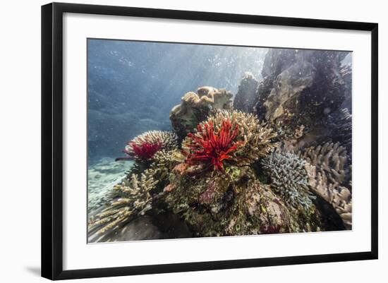 Red crinoid on Tengah Kecil Island, Komodo National Park, Flores Sea, Indonesia, Southeast Asia-Michael Nolan-Framed Photographic Print