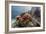 Red crinoid on Tengah Kecil Island, Komodo National Park, Flores Sea, Indonesia, Southeast Asia-Michael Nolan-Framed Photographic Print