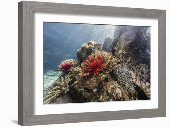 Red crinoid on Tengah Kecil Island, Komodo National Park, Flores Sea, Indonesia, Southeast Asia-Michael Nolan-Framed Photographic Print