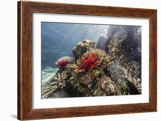 Red crinoid on Tengah Kecil Island, Komodo National Park, Flores Sea, Indonesia, Southeast Asia-Michael Nolan-Framed Photographic Print