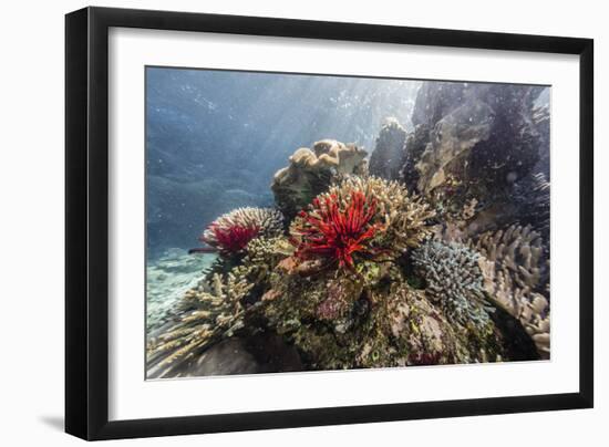 Red crinoid on Tengah Kecil Island, Komodo National Park, Flores Sea, Indonesia, Southeast Asia-Michael Nolan-Framed Photographic Print