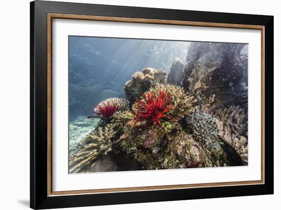 Red crinoid on Tengah Kecil Island, Komodo National Park, Flores Sea, Indonesia, Southeast Asia-Michael Nolan-Framed Photographic Print