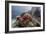 Red crinoid on Tengah Kecil Island, Komodo National Park, Flores Sea, Indonesia, Southeast Asia-Michael Nolan-Framed Photographic Print