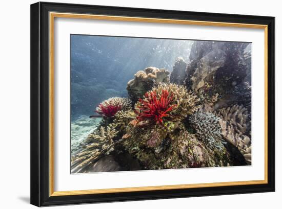 Red crinoid on Tengah Kecil Island, Komodo National Park, Flores Sea, Indonesia, Southeast Asia-Michael Nolan-Framed Photographic Print