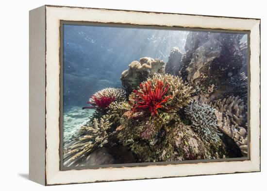 Red crinoid on Tengah Kecil Island, Komodo National Park, Flores Sea, Indonesia, Southeast Asia-Michael Nolan-Framed Premier Image Canvas