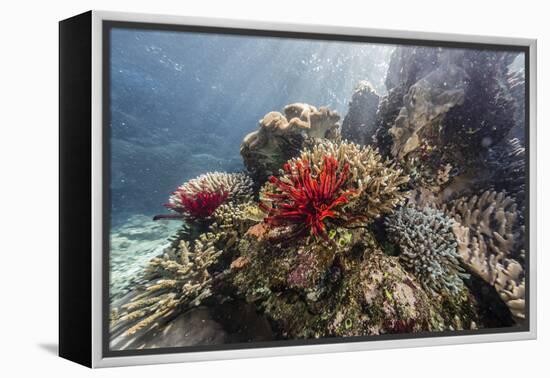 Red crinoid on Tengah Kecil Island, Komodo National Park, Flores Sea, Indonesia, Southeast Asia-Michael Nolan-Framed Premier Image Canvas