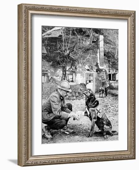 Red-Cross Dog-null-Framed Photographic Print