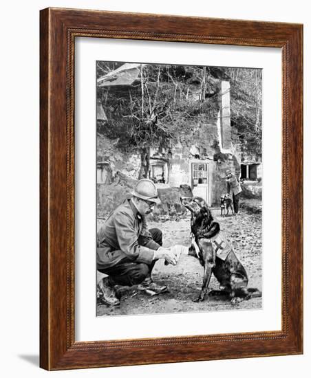 Red-Cross Dog-null-Framed Photographic Print