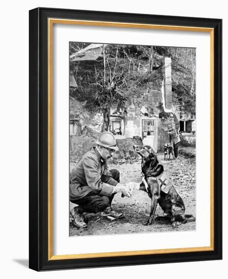 Red-Cross Dog-null-Framed Photographic Print