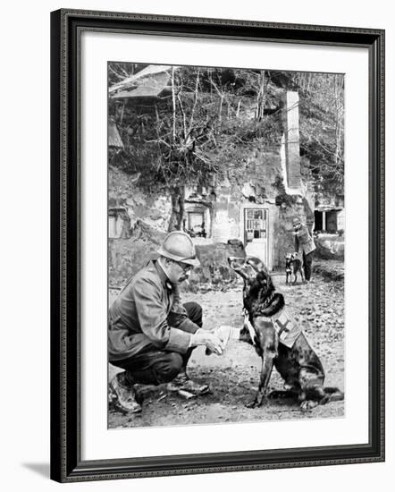 Red-Cross Dog-null-Framed Photographic Print