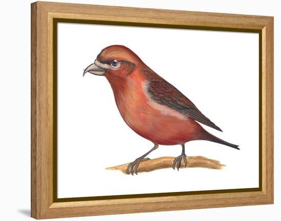 Red Crossbill (Loxia Curvirostra), Birds-Encyclopaedia Britannica-Framed Stretched Canvas