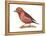 Red Crossbill (Loxia Curvirostra), Birds-Encyclopaedia Britannica-Framed Stretched Canvas