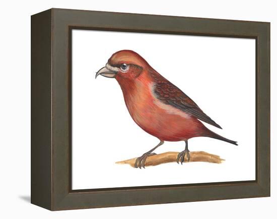 Red Crossbill (Loxia Curvirostra), Birds-Encyclopaedia Britannica-Framed Stretched Canvas