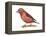 Red Crossbill (Loxia Curvirostra), Birds-Encyclopaedia Britannica-Framed Stretched Canvas
