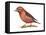 Red Crossbill (Loxia Curvirostra), Birds-Encyclopaedia Britannica-Framed Stretched Canvas