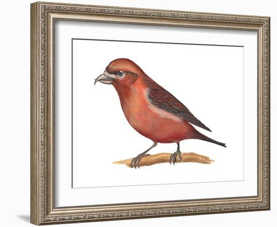 Red Crossbill (Loxia Curvirostra), Birds-Encyclopaedia Britannica-Framed Art Print