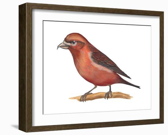 Red Crossbill (Loxia Curvirostra), Birds-Encyclopaedia Britannica-Framed Art Print