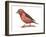 Red Crossbill (Loxia Curvirostra), Birds-Encyclopaedia Britannica-Framed Art Print