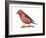 Red Crossbill (Loxia Curvirostra), Birds-Encyclopaedia Britannica-Framed Art Print