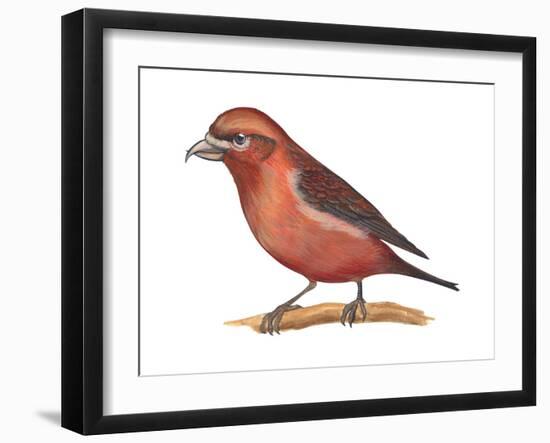 Red Crossbill (Loxia Curvirostra), Birds-Encyclopaedia Britannica-Framed Art Print