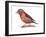 Red Crossbill (Loxia Curvirostra), Birds-Encyclopaedia Britannica-Framed Art Print