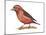 Red Crossbill (Loxia Curvirostra), Birds-Encyclopaedia Britannica-Mounted Art Print