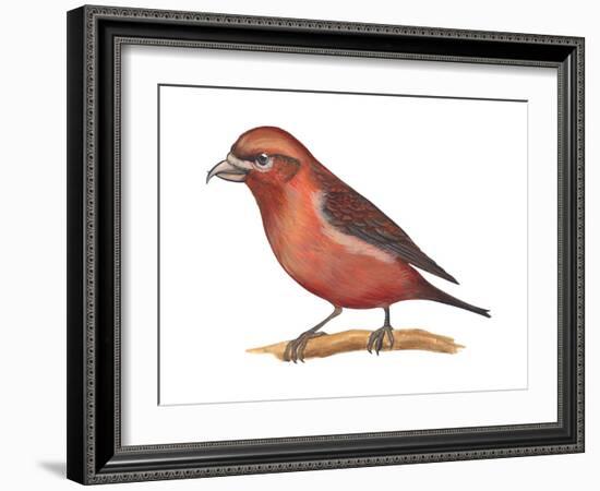 Red Crossbill (Loxia Curvirostra), Birds-Encyclopaedia Britannica-Framed Art Print