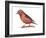 Red Crossbill (Loxia Curvirostra), Birds-Encyclopaedia Britannica-Framed Art Print