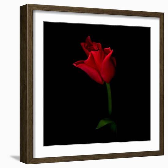 Red Crown Tulip-Magda Indigo-Framed Photographic Print