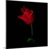 Red Crown Tulip-Magda Indigo-Mounted Photographic Print