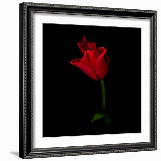 Red Crown Tulip-Magda Indigo-Framed Photographic Print