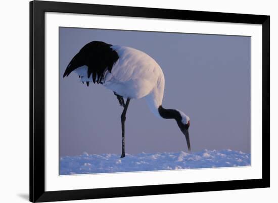 Red-crowned crane, Hokkaido Island, Japan-Art Wolfe-Framed Premium Photographic Print