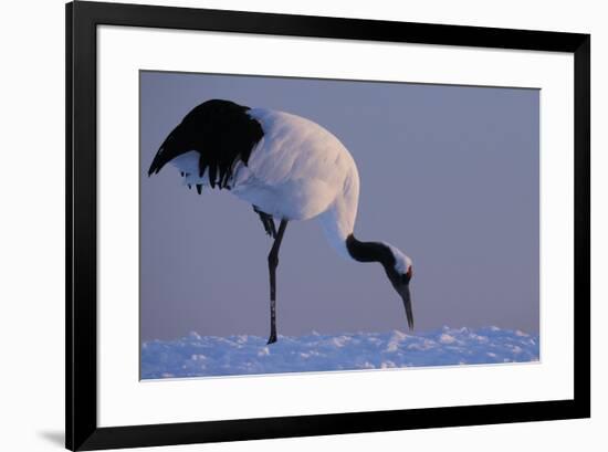 Red-crowned crane, Hokkaido Island, Japan-Art Wolfe-Framed Premium Photographic Print