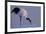 Red-crowned crane, Hokkaido Island, Japan-Art Wolfe-Framed Premium Photographic Print