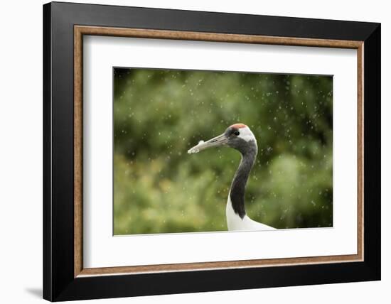 Red crowned crane (Japanese crane) (Grus Japonensis), United Kingdom, Europe-Janette Hill-Framed Photographic Print